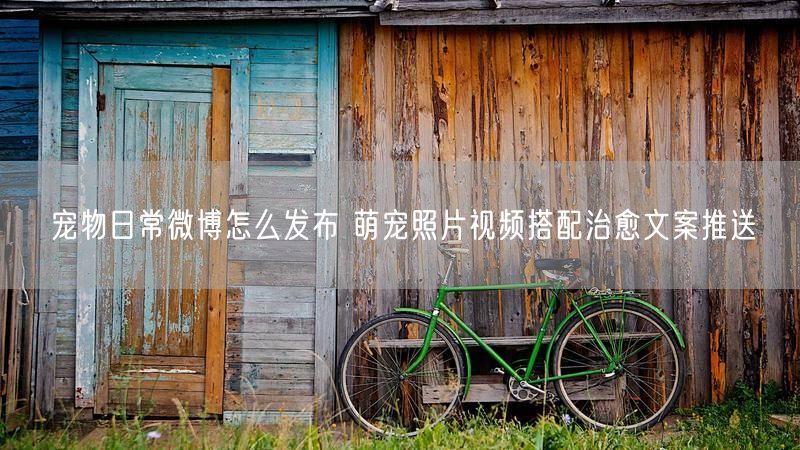 宠物日常微博怎么发布 萌宠照片视频搭配治愈文案推送